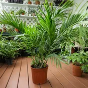 Cat Palm