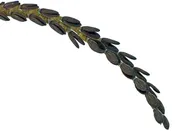 Acianthera saurocephala