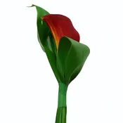 Boutonniere Deep Jungle