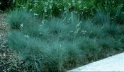 Grass, Festuca, Elijah Blue Plug Flat