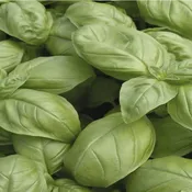 Basil (Sweet) ~ Essential Oil