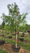 Acer Truncatum ‘Main Street’™