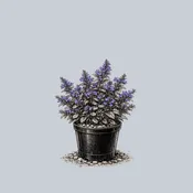 Chocolate Chip Bugleweed