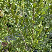 Morella pensylvanica