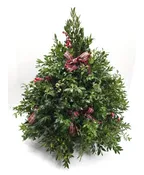 BOXWOOD TREE