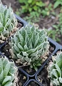 Aristaloe Aristata 'Lace Aloe'