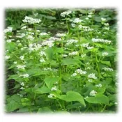 Buckwheat Seeds- Annual