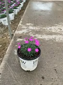 Dianthus paint 'The Town Fuchsia'