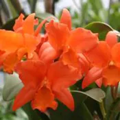 Blc. Dan O'Neil `Jubilee' HCC/AOS 5" Pot