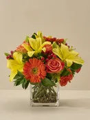 A Burst of Sunshine