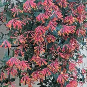 Coral Honeysuckle – Lonicera Sempervirens (1Gal)