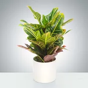Croton Plant table top, substitutions of plant may be necessary, pot cover may vary.