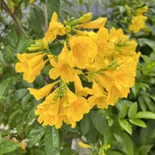 Chicklet® Gold Trumpet Bush (Tecoma)