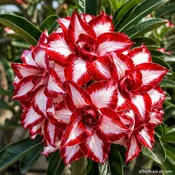 Adenium Ferrari, Desert Rose, Grafted