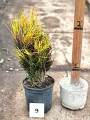 09″ Croton Picasso’s Paintbrush