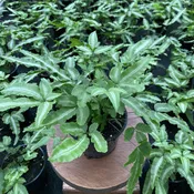 Mayii Fern (4" Pot) (Pteris cretica) - Ribbon Fern