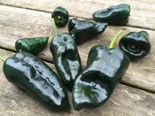 Ancho (Poblano) Hot Pepper