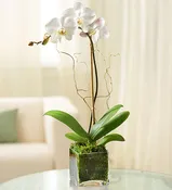Elegant White Orchid Plant