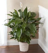 10 inch Peace Lily Floor Plant