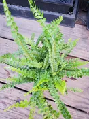 Fern - Lemon Button — Sunset Blvd Nursery