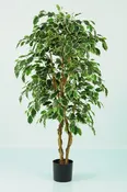 Ficus Varigated Tree