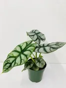 Alocasia Silver Dragon - Stunning Tropical Houseplant in 4" Container