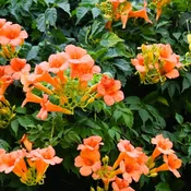 Orange Trumpet Creeper