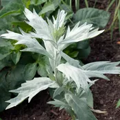 Artemisia, Valerie Finnis