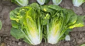 Adicamp Lettuce (Primed &amp;amp; Pelleted)