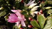 4″ Christmas Cactus (Thanksgiving Cactus)