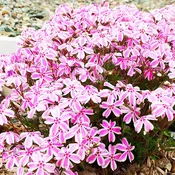 Candy Stripes Phlox