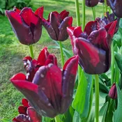 Hot Chocolate Tulip