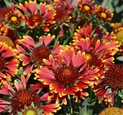 ‘Orange Halo’ Blanket Flower