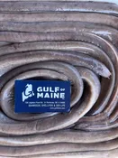 Atlantic Hagfish | Jawless Fish Specimen | Gulf Of Maine, Inc.