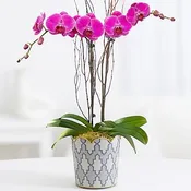 Double Stem Purple Orchid Plant in Florist Choice Pot