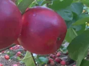 Apple, Redfree — The Farm Between