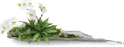 Orchids on a Log