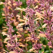 Agastache Meant to Bee® 'Queen Nectarine' (Hummingbird Mint)