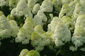 ‘Limelight’ Panicle Hydrangea (Hydrangea paniculata ‘Zwijnenburg’) – 3 gallon