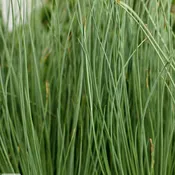 Grass Blue Arrows