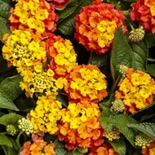 4″ Basket Tangeglow Lantana
