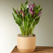 Purple Calla Lily Plant
