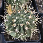 Acanthocalycium violaceum   #6.2