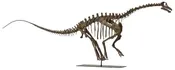 Apatosaurus sp. TONI – Baby Skeleton – Display Replica
