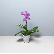 MINI ORCHID