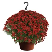 Berkshire 10-Inch Mums