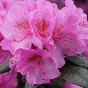Rhododendron 'BLACK HAT®' - 3 gallon (PW)