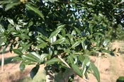 Ilex x attenuata 'Fosteri' ~ Foster Holly