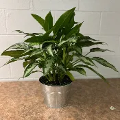 Chinese Evergreen Aglaonema