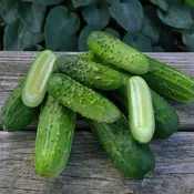Cucumber, Pick A Bushel Hybrid